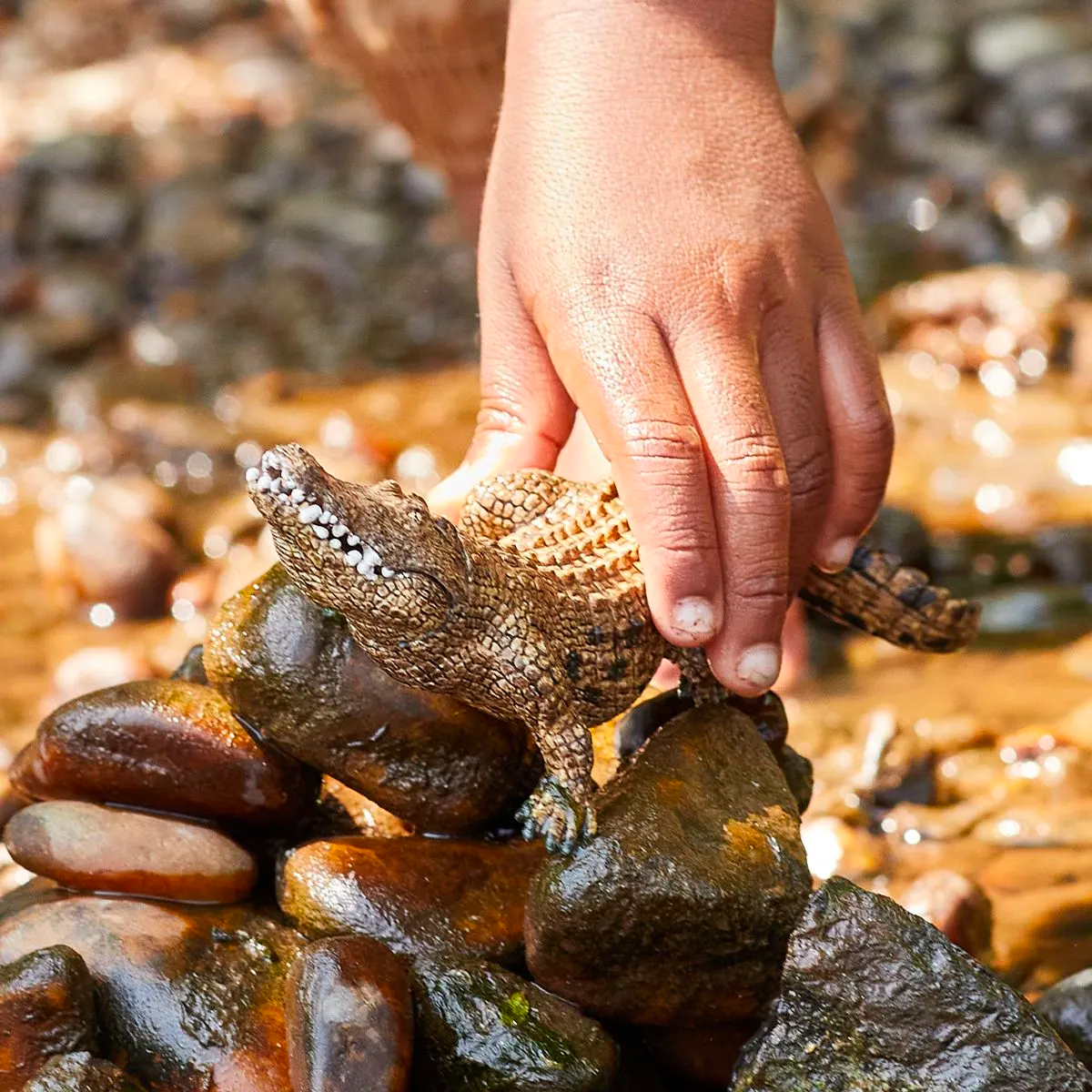 Schleich Crocodile